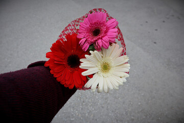 Three barbeton gerbera flowers tied to bouquet in red, pink and white in one hand against asphalt...