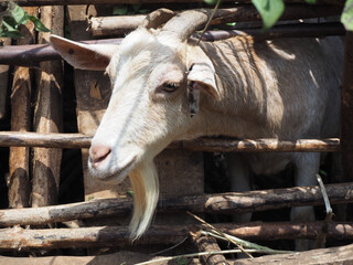 Closeup shot of a goat in the wooden cage - Powered by Adobe