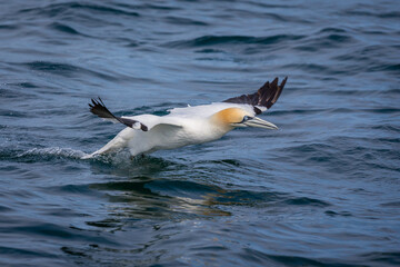 Northern Gannets Diving & Flying At Bempton Cliffs UK