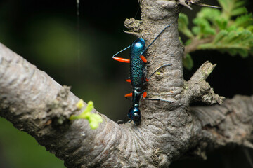 Metallic blue blister beetle, Meloidae, Satara, Maharashtra, India