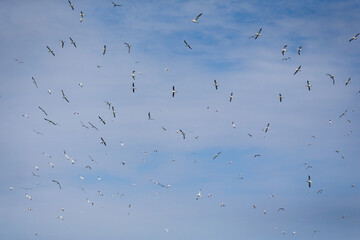 Northern Gannets Diving & Flying At Bempton Cliffs UK