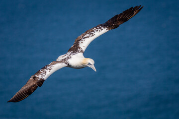 Northern Gannets Diving & Flying At Bempton Cliffs UK