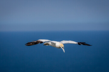 Northern Gannets Diving & Flying At Bempton Cliffs UK