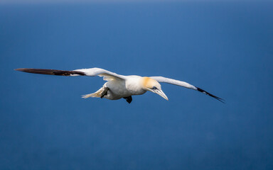 Fototapeta na wymiar Northern Gannets Diving & Flying At Bempton Cliffs UK