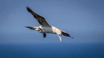 Northern Gannets Diving & Flying At Bempton Cliffs UK