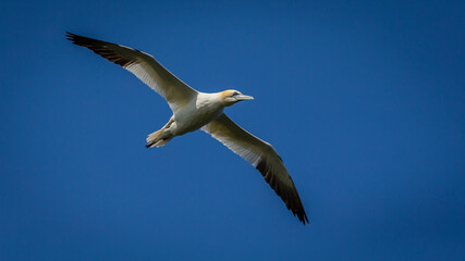 Northern Gannets Diving & Flying At Bempton Cliffs UK