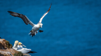 Northern Gannets Diving & Flying At Bempton Cliffs UK