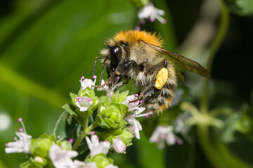 close-up of a bee collecting nectar at herbal blossoms