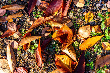Beautiful and lonely autumn leaves