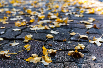Beautiful and lonely autumn leaves