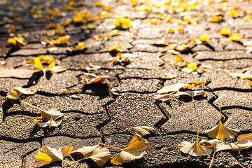 Beautiful and lonely autumn leaves