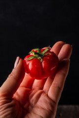 Red homemade tomato in a female hand. 