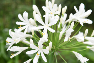 白色の花