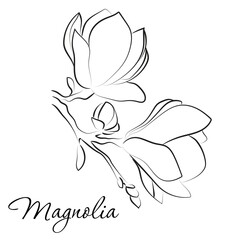 Elegant outline sketching of magnolia flowers, vector illustration