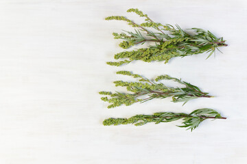 Artemisia plant top with fresh flowers and leaves on white background