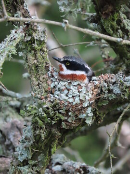 Chinspot Batis nesting