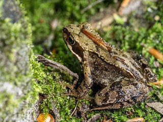 Frosch