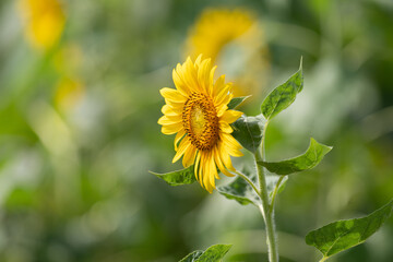 夏の花　向日葵