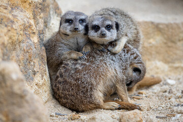 A group of Meerkats are resting together