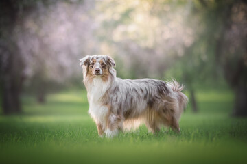 A graceful female marbled Australian Shepherd with a fluffy tail and beautiful fur standing among the green grass against the background of large flowering trees in an apple orchard