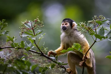 Fototapeten A Squirrel monkey is a tree © AB Photography