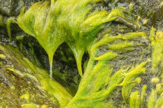 Detail of a type of 'sea hair', a type of seaweed