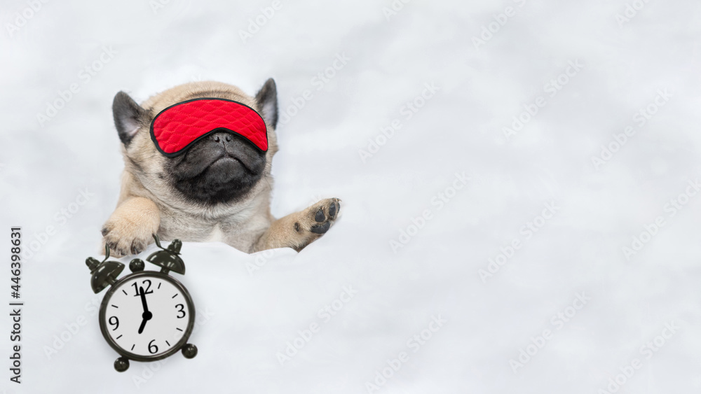Poster Funny Pug puppy sleeps with alarm clock under white blanket at home. Top down view. Empty space for text. Empty space for text