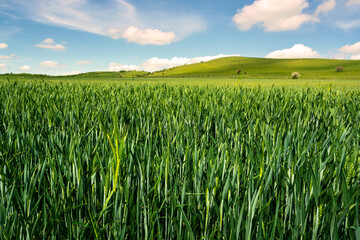 Rich green field of wheat grass plantation near Ivinghoe Beacon in Chiltern hills in early summer - seasonal Nature landscape