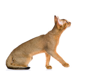 Young abyssinian young cat sits and looks away and up. Isolated on white background