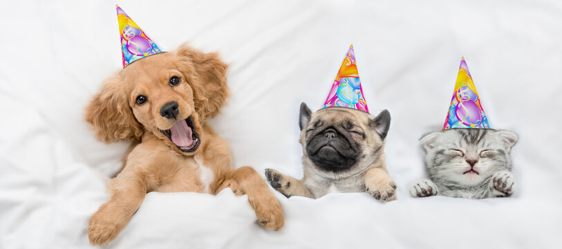 Funny yawning English Cocker spaniel puppy, Pug puppy and kitten wearing birthday caps sleep together under white warm blanket on a bed at home. Top down view