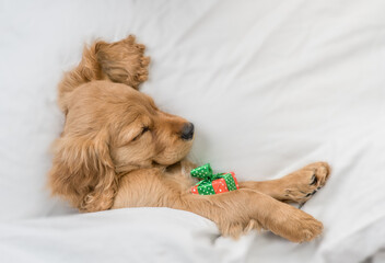 Funny English Cocker spaniel puppy sleeps with gift box under white blanket at home. Top down view