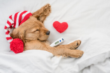 Sick English Cocker spaniel puppy wearing warm pink hat sleeps with heart on a bed at home with a...