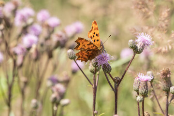 Comma (Polygonia c-album) on a thistle flower.