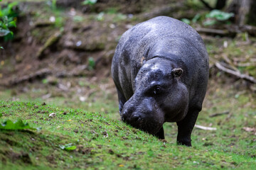 A pygmy hippo eats grass