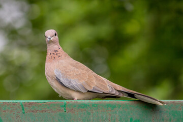 Laughing Dove sitting on fence