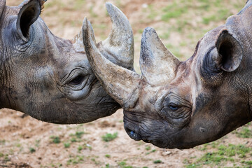 Fototapeta premium A black rhino walks in the savannah