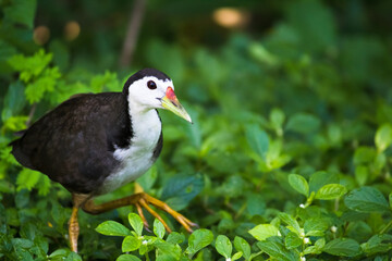 White-breasted waterhen
