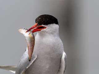 Möwe