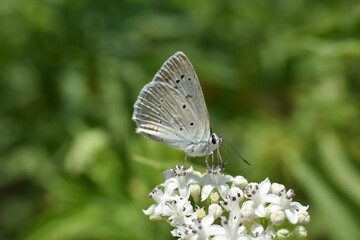 Polyommatus daphnis, the Meleager's blue,  is a butterfly of the Lycaenidae family. Small blue butterfly in wild nature
