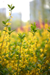 Forsythia flowers blooming in the spring park