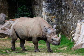 A black rhino walks in the savannah