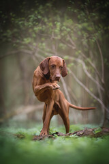 Athletic male Hungarian performing a trick standing with one paw on a log against the background of a green spring forest