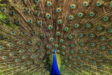 Fototapeta premium peacock with feathers out