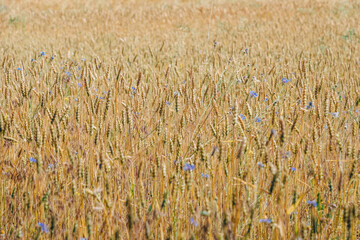 Ripe dry ears of wheat	