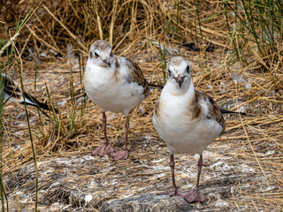 Möwe