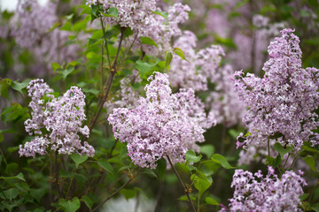 Fototapeta premium Spring blooming lilac close-up 