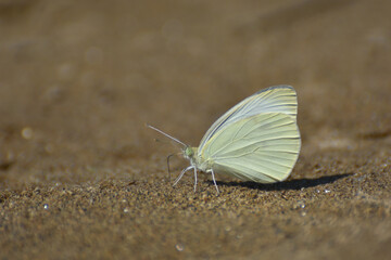 Small White butterfly, Pieris rapae, on ground. Beautiful butterfly taking minerals from wet ground