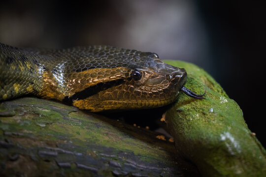 Portrait of a green anaconda in the jungle
