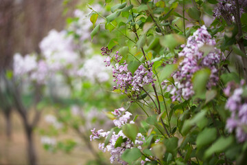 Lilac flowers blooming in the spring park