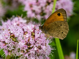 Obraz premium Große Ochsenauge